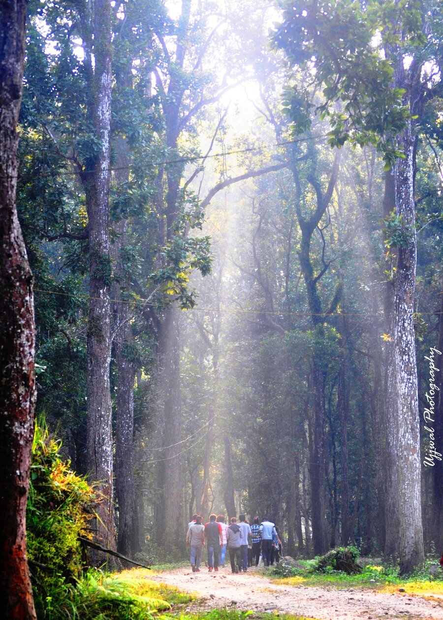 Community walking through a sunlit forest trail in Nepal