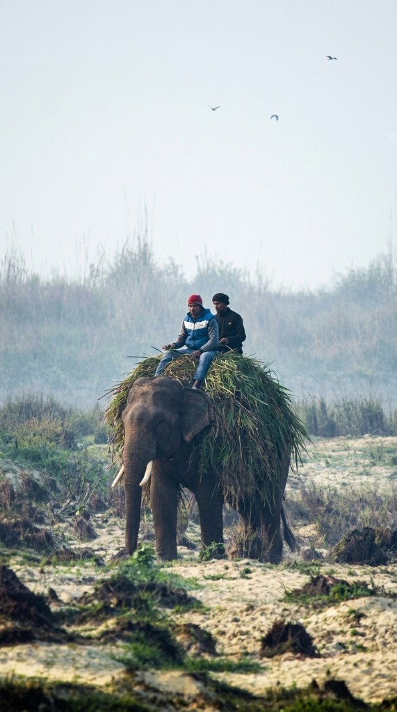 Elephant carrying fodder with mahouts in the Terai wetlands of Nepal